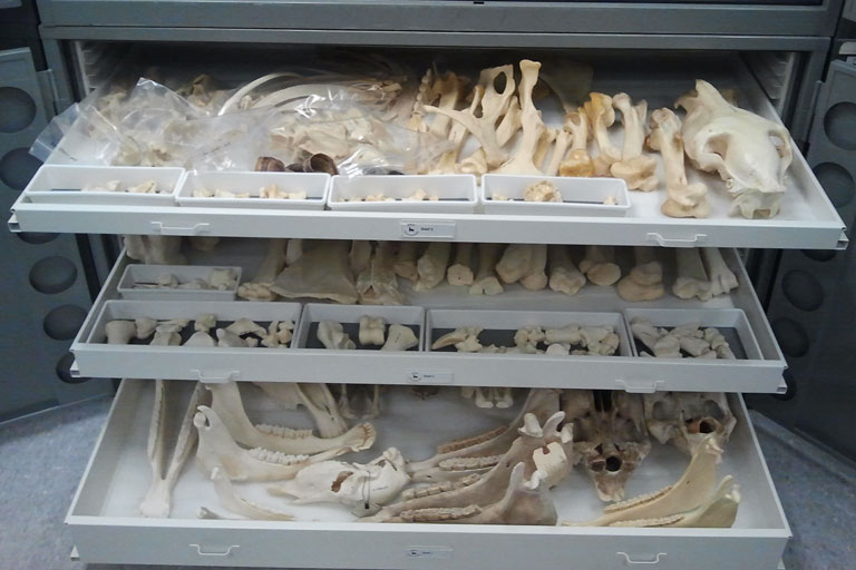 Comparative-Collection-1-768x512_0